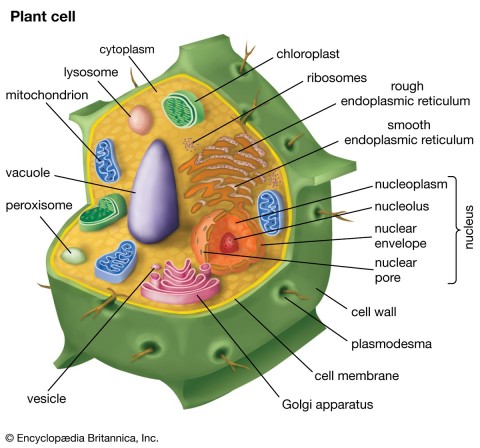 Detail Gambar Sel Tumbuhan Gambar Dinding Sel Nomer 20