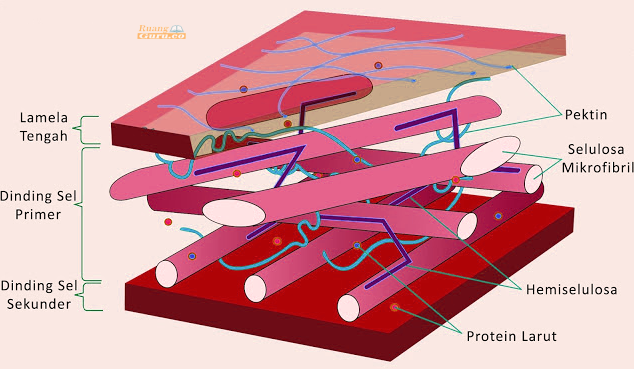 Detail Gambar Sel Tumbuhan Gambar Dinding Sel Nomer 24