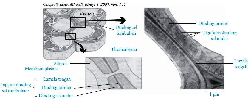 Detail Gambar Sel Tumbuhan Gambar Dinding Sel Nomer 27