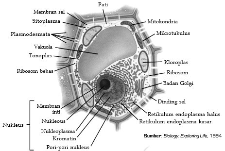 Detail Gambar Sel Tumbuhan Gambar Dinding Sel Nomer 49