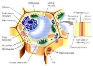 Detail Gambar Sel Tumbuhan Gambar Dinding Sel Nomer 8