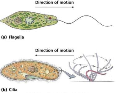 Detail Gambar Sel Tumbuhan Gambar Flagelea Nomer 5