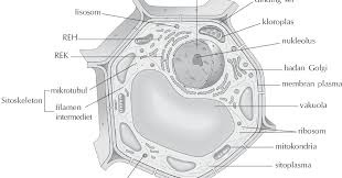 Detail Gambar Sel Tumbuhan Gambar Flagelea Nomer 49