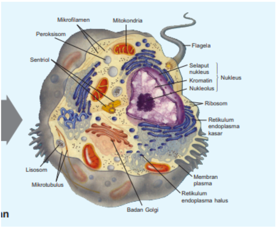 Detail Gambar Sel Tumbuhan Gambar Flagelea Nomer 6