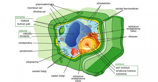 Detail Gambar Sel Tumbuhan Gambar Inti Sel Nomer 3