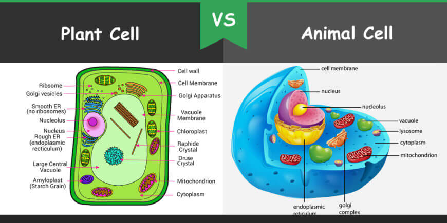 Detail Gambar Sel Tumbuhan Gambar Inti Sel Nomer 30