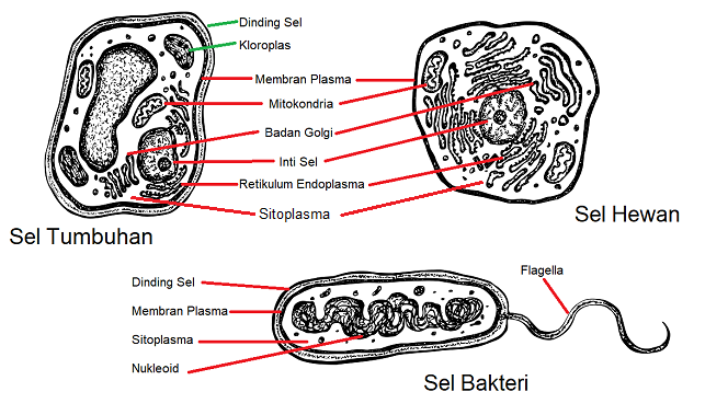 Detail Gambar Sel Tumbuhan Gambar Sel Flagelea Nomer 13