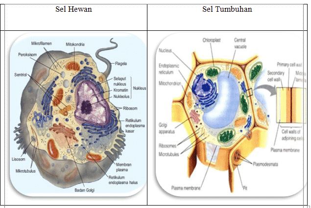 Detail Gambar Sel Tumbuhan Gambar Sel Flagelea Nomer 18