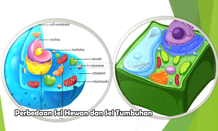 Detail Gambar Sel Tumbuhan Gambar Sel Flagelea Nomer 36