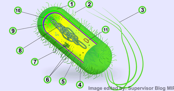 Detail Gambar Sel Tumbuhan Gambar Sel Flagelea Nomer 48