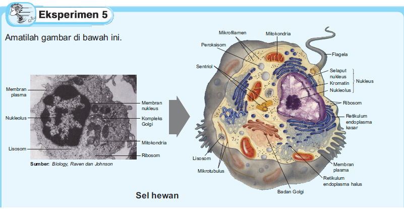 Detail Gambar Sel Tumbuhan Gambar Sel Flagelea Nomer 8