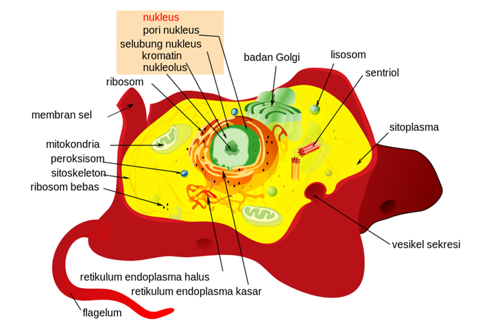 Detail Gambar Sel Tumbuhan Gambar Sel Flagelea Nomer 9