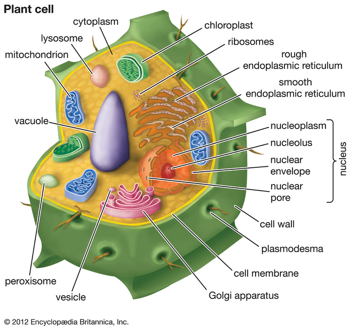 Gambar Sel Tumbuhan Gambar Sitoplasma - KibrisPDR