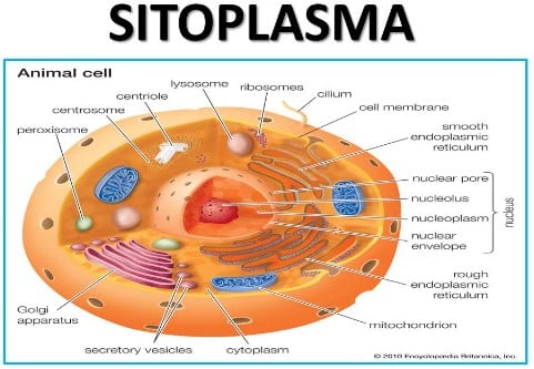 Detail Gambar Sel Tumbuhan Gambar Sitoplasma Nomer 11