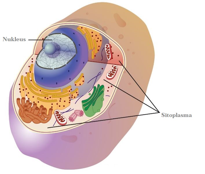 Detail Gambar Sel Tumbuhan Gambar Sitoplasma Nomer 21