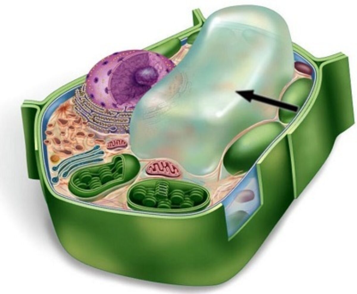 Detail Gambar Sel Tumbuhan Gambar Sitoplasma Nomer 31