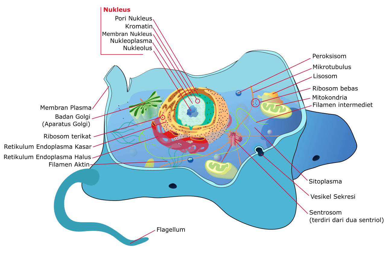 Detail Gambar Sel Tumbuhan Gambar Sitoplasma Nomer 36