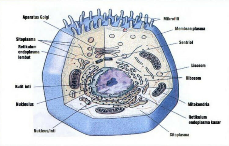 Detail Gambar Sel Tumbuhan Gambar Sitoplasma Nomer 46