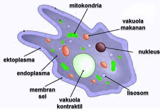 Detail Gambar Sel Tumbuhan Gambar Sitoplasma Nomer 57