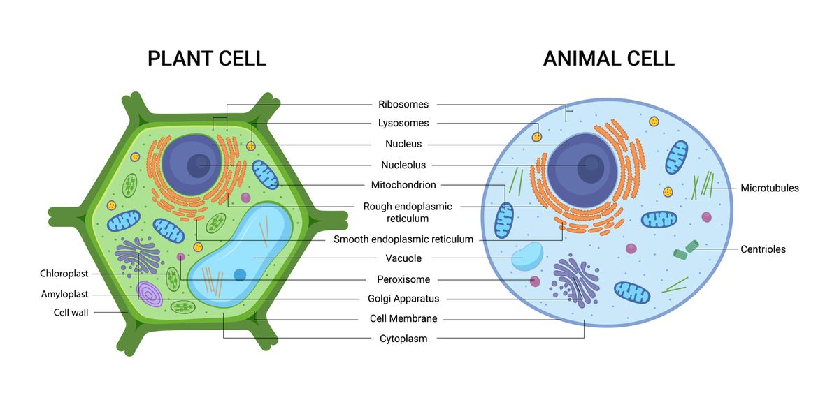 Detail Gambar Sel Tumbuhan Yang Mudah Digambar Nomer 14