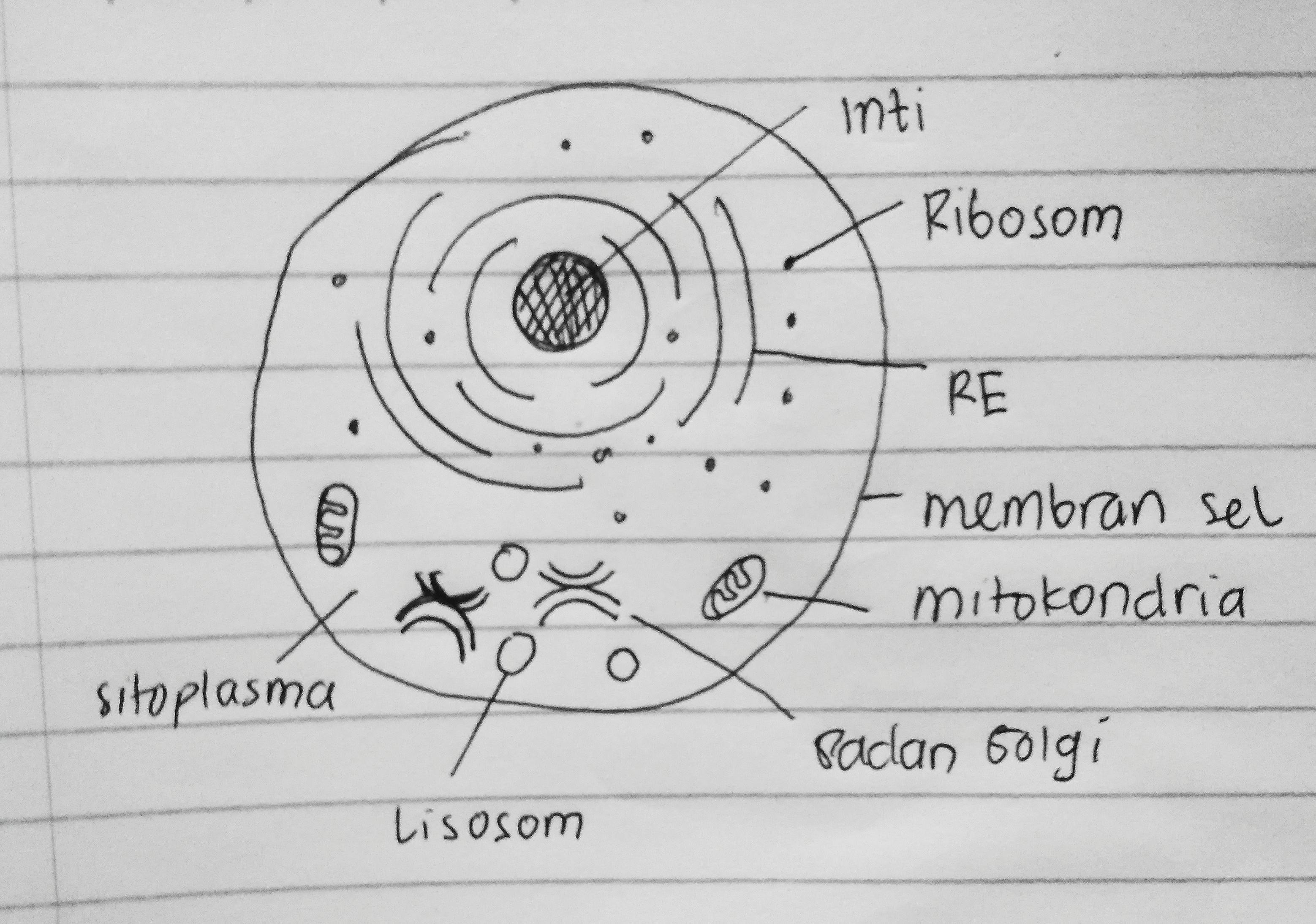 Detail Gambar Sel Tumbuhan Yang Mudah Digambar Nomer 22