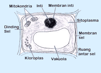 Detail Gambar Sel Tumbuhan Yang Mudah Digambar Nomer 5