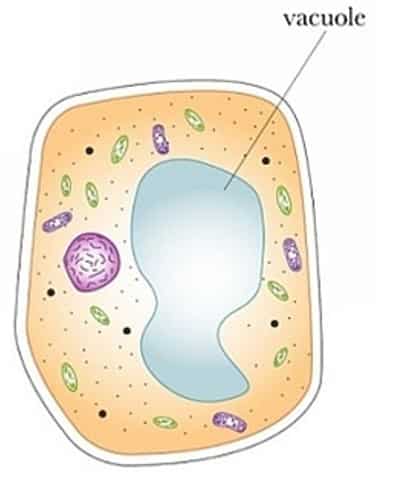 Detail Gambar Sel Tumbuhan Yang Mudah Digambar Nomer 41