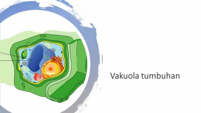 Detail Gambar Sel Vakuola Nomer 21