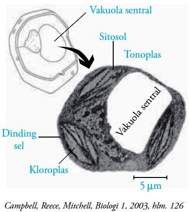 Detail Gambar Sel Vakuola Nomer 22