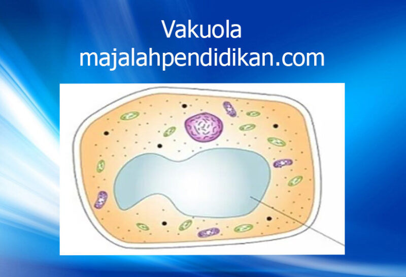 Detail Gambar Sel Vakuola Nomer 26