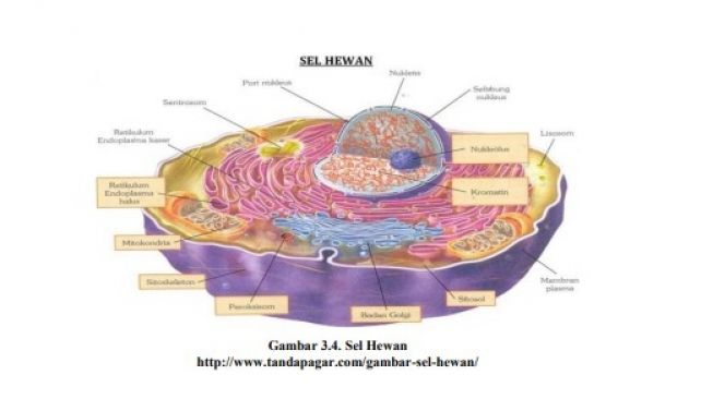 Detail Gambar Sel Vakuola Nomer 28