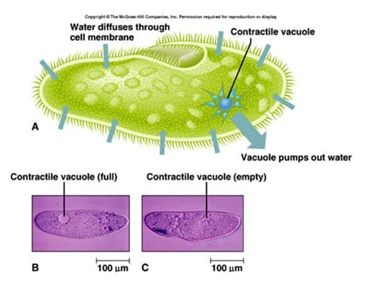 Detail Gambar Sel Vakuola Nomer 29