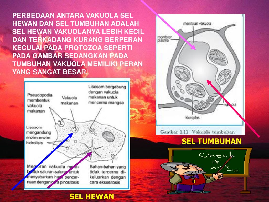 Detail Gambar Sel Vakuola Nomer 40