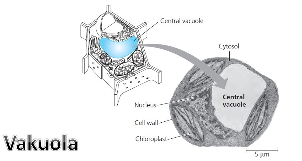 Detail Gambar Sel Vakuola Nomer 43