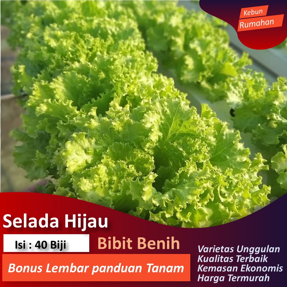 Detail Gambar Selada Hijau Nomer 37