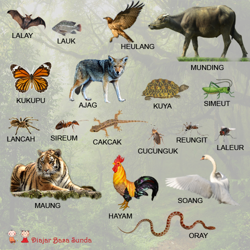 Detail Gambar Semua Binatang Dan Namanya Nomer 17