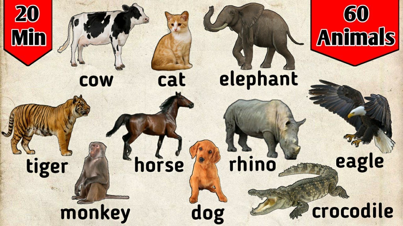 Detail Gambar Semua Binatang Dan Namanya Nomer 5