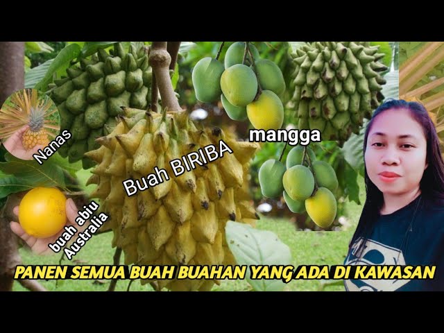 Detail Gambar Semua Buah Nomer 37