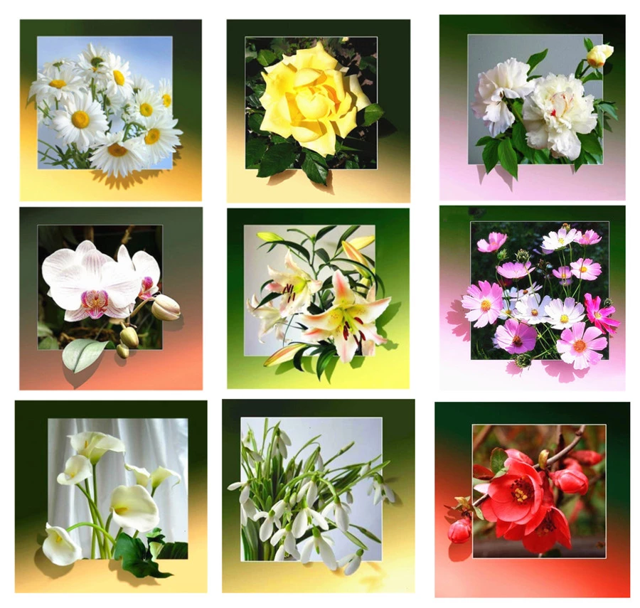 Detail Gambar Semua Jenis Bunga Nomer 55