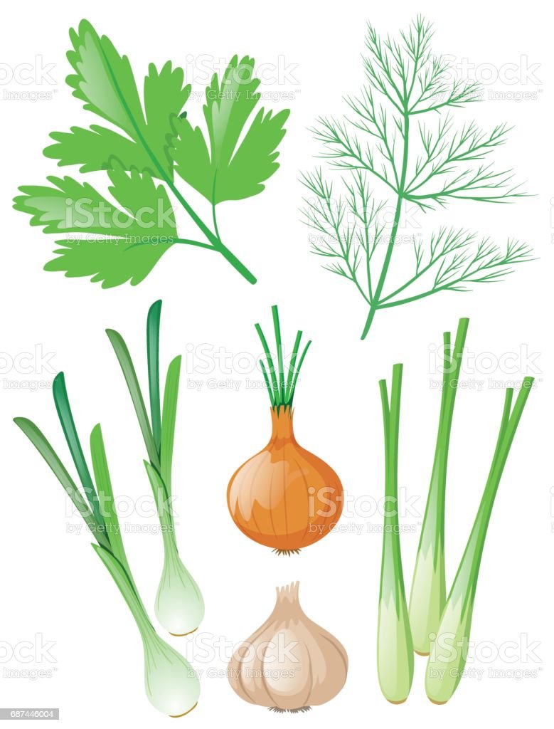 Detail Gambar Semua Jenis Sayuran Nomer 35