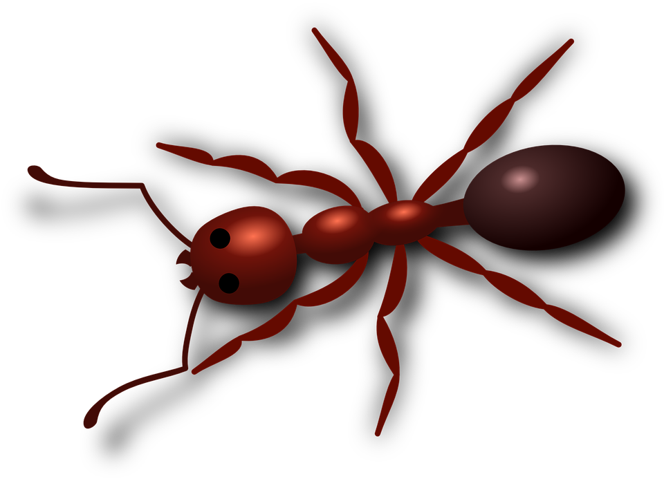 Detail Gambar Semut Merah Nomer 8