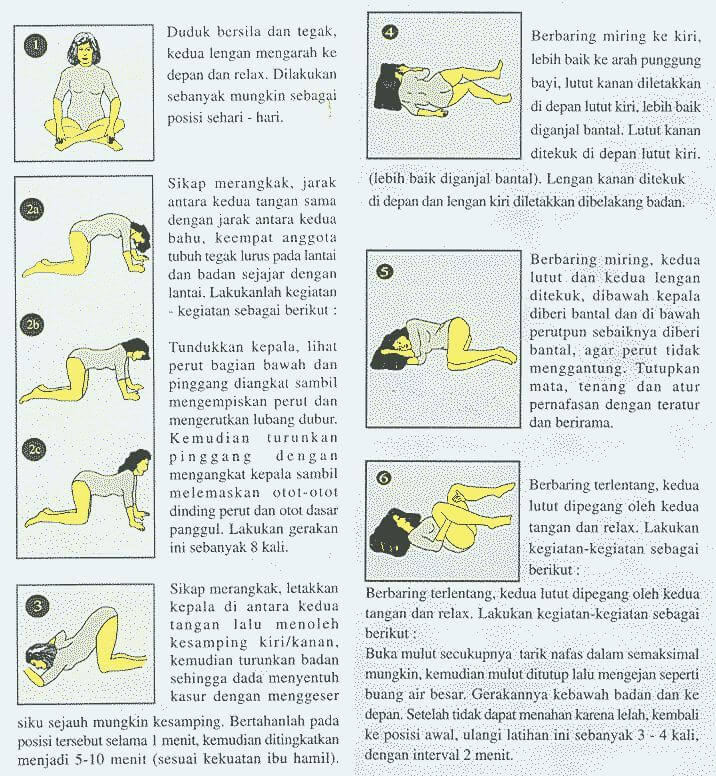 Detail Gambar Senam Ibu Hamil Trimester 2 Nomer 23