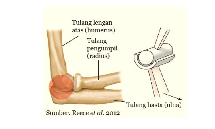 Detail Gambar Sendi Gerak Nomer 55