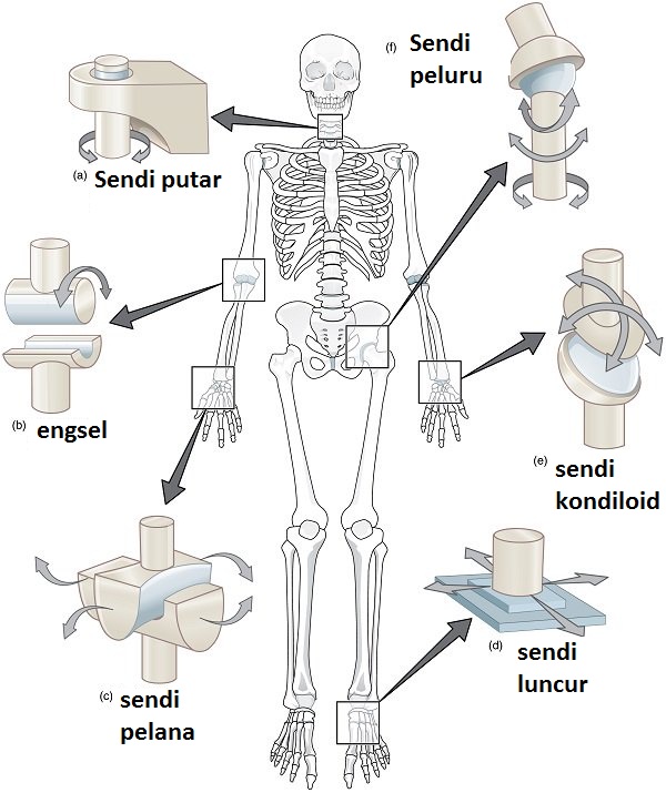 Detail Gambar Sendi Gulung Nomer 42