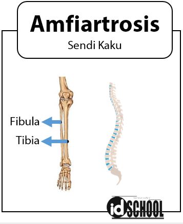 Detail Gambar Sendi Kaku Nomer 5