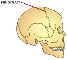 Detail Gambar Sendi Mati Nomer 2
