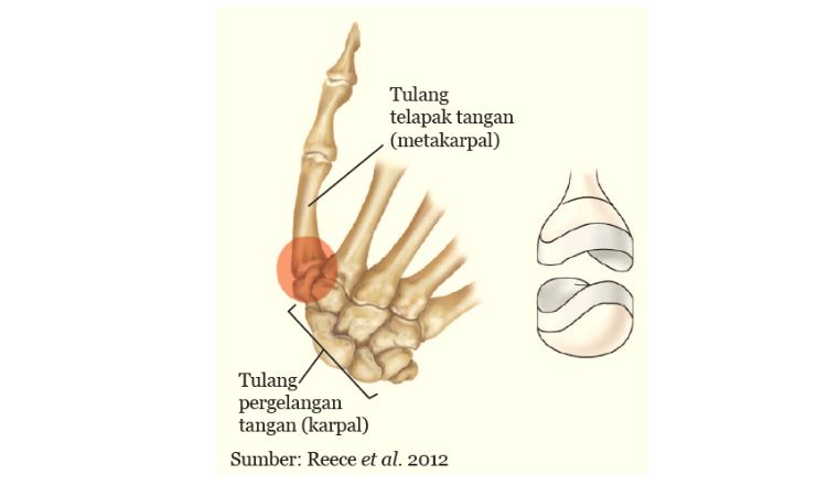 Detail Gambar Sendi Mati Nomer 12