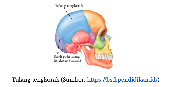 Detail Gambar Sendi Mati Nomer 13