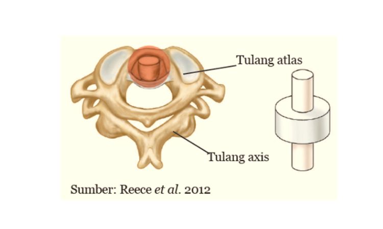 Detail Gambar Sendi Mati Nomer 14