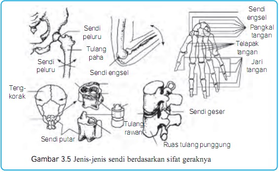 Detail Gambar Sendi Mati Nomer 16